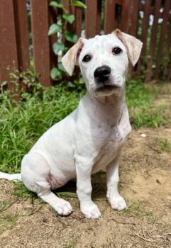Ruby -  Mixed Breed Dog for Adoption in Avondale, Pennsylvania - Ruby | PetCurious