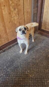 Tockio aka Tia -  Pug and Chihuahua Dog for Adoption in Durango, Colorado - Tockio Aka Tia | PetCurious