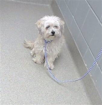 Rescue Poodle and Mixed Breed Dogs for Adoption in Omaha, Nebraska - WINIFRED | PetCurious