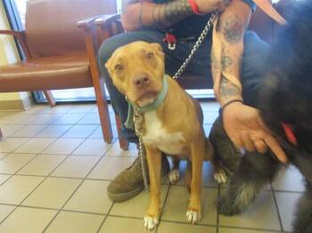 Labrador Retriever and Pit Bull Terrier Dogs Available for Adoption - HAZEL | PetCurious