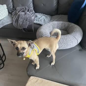Chihuahua and Pug Dogs Available for Adoption in North Vancouver, British Columbia - Bambi | PetCurious
