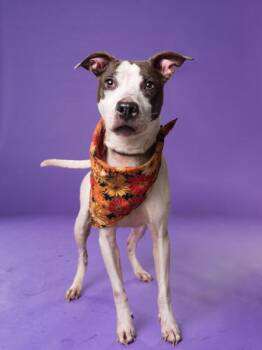 Desiah -  Mixed Breed Dog for Adoption in Atlanta, Georgia - Desiah | PetCurious