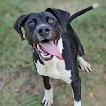 Kyan -  Labrador Retriever Dog for Adoption in Leesburg, Georgia - Kyan | PetCurious