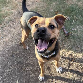 Brownie -  Shepherd Dog for Adoption in The Colony, Texas - Brownie | PetCurious