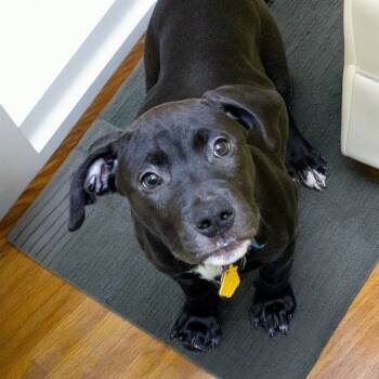 Rescue Pit Bull Terrier and Labrador Retriever Dogs for Adoption in St. Louis, Missouri - STARDUST | PetCurious