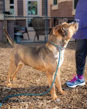 Mixed Breed Dogs Available for Adoption in Chamblee, Georgia - Toasty | PetCurious