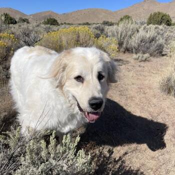 Charley -  Great Pyrenees Dog for Adoption in Reno, Nevada - Charley | PetCurious