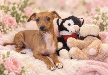 Laney -  Chihuahua Dog for Adoption in Cedartown, Georgia - Laney | PetCurious