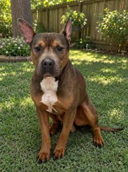 Marko -  Pit Bull Terrier Dog for Adoption in Prince Frederick, Maryland - Marko | PetCurious