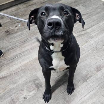 Mixed Breed Dogs Available for Adoption - Trooper | PetCurious