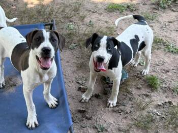 Bessie -  Pit Bull Terrier Dog for Adoption in Port Jervis, New York - Bessie | PetCurious