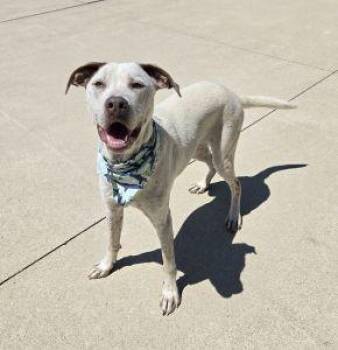 Rocky -  Australian Cattle Dog Blue Heeler Dog for Adoption in Bucyrus, Ohio - Rocky | PetCurious