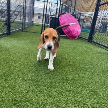 RYH6 5628 aka Perry -  Beagle Dog for Adoption in Loxahatchee Groves, Florida - RYH6 5628 Aka Perry | PetCurious