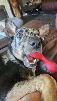 Knox -  Australian Shepherd and German Shepherd Dog Dog for Adoption in West Peoria, Illinois - Knox | PetCurious