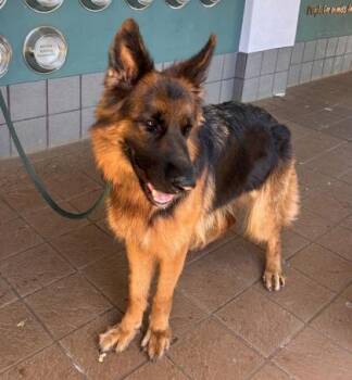 Tiare -  German Shepherd Dog Dog for Adoption in Honolulu, Hawaii - Tiare | PetCurious