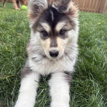 Leah -  Husky Dog for Adoption in Cambridge, Ontario - Leah | PetCurious