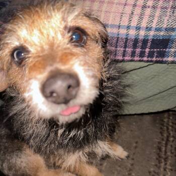 Terrier and Chihuahua Dogs Available for Adoption - Boots Or Boo-boo | PetCurious