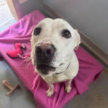 Mixed Breed Dogs Available for Adoption in Middleburg, Florida - Pearl 28539 | PetCurious