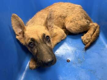 German Shepherd Dog Dogs Available for Adoption in Dallas, Texas - MONTY | PetCurious