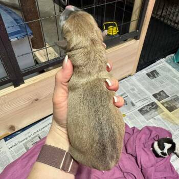 Mixed Breed Dogs Available for Adoption in Dekalb, Illinois - Catherine | PetCurious
