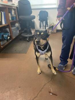 Australian Kelpie and Mixed Breed Dogs Available for Adoption in Chico, California - Bugsy | PetCurious