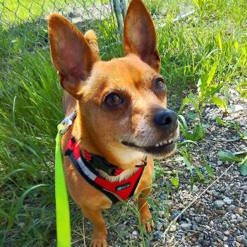 Saffie -  Dachshund and Chihuahua Dog for Adoption in Oroville, Washington - Saffie | PetCurious