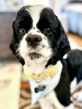 Cocker Spaniel Dogs Available for Adoption in South San Francisco, California - Bluey | PetCurious