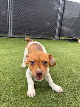Okra -  Beagle Dog for Adoption - Okra | PetCurious