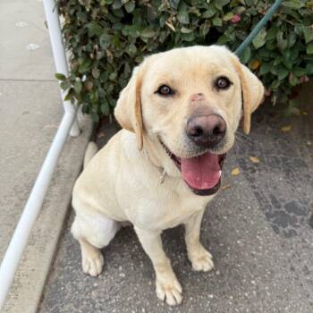 Yellow Labrador Retriever Dogs Available for Adoption in Goleta, California - Vanilla | PetCurious