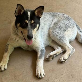 Chuck -  Australian Cattle Dog Blue Heeler Dog for Adoption in Houston, Texas - Chuck | PetCurious
