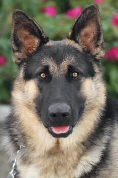 Rescue German Shepherd Dog Dogs for Adoption in Los Angeles, California - *Oakley Von Oberland | PetCurious