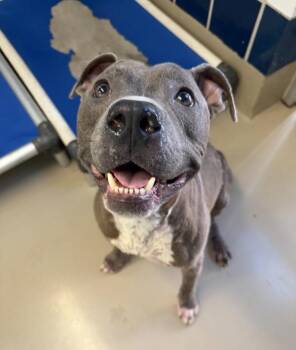Botanicus -  Mixed Breed and Pit Bull Terrier Dog for Adoption in Austin, Texas - Botanicus | PetCurious