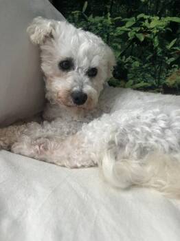 Hazel -  Bichon Frise Dog for Adoption in Toronto, Ontario - Hazel | PetCurious