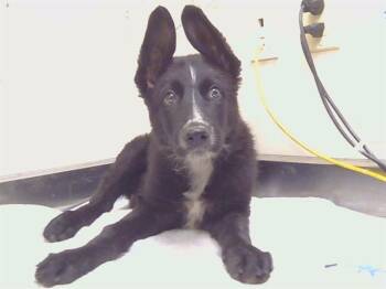 RANDY -  German Shepherd Dog and Mixed Breed Dog for Adoption in Sacramento, California - RANDY | PetCurious