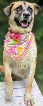 Rescue Shepherd Dogs for Adoption in Elizabethton, Tennessee - POLLY | PetCurious