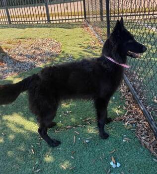 Saba -  German Shepherd Dog Dog for Adoption in Northlake, Illinois - Saba | PetCurious
