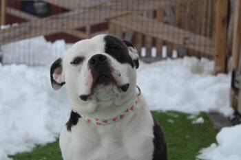 Bulldog and Pit Bull Terrier Dogs Available for Adoption - Suki | PetCurious