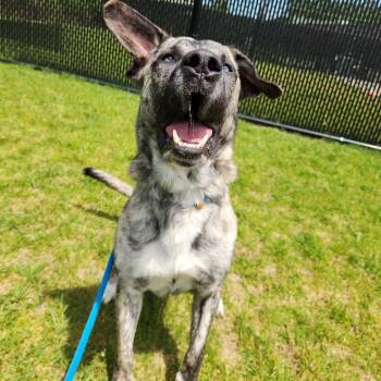 Mountain Cur Dogs Available for Adoption in Fort Wayne, Indiana - Chico | PetCurious