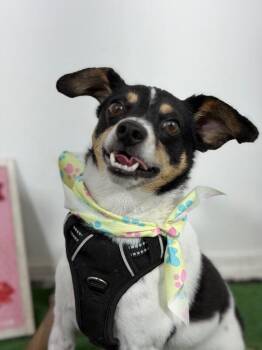 Donut-One of our Amazing Rescue Dogs -  Rat Terrier and Fox Terrier Dog for Adoption in Carlsbad, California - Donut-One Of Our Amazing Rescue Dogs | PetCurious