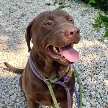 Jango -  Labrador Retriever Dog for Adoption in Jackson Township, New Jersey - Jango | PetCurious