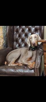 Theo -  Doberman Pinscher Dog for Adoption in Seaside Heights, New Jersey - Theo | PetCurious