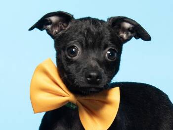Juice -  Chihuahua Dog for Adoption in Cookeville, Tennessee - Juice | PetCurious