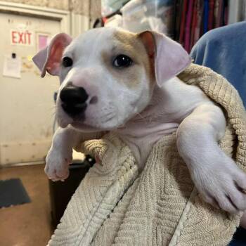 Kate -  Pit Bull Terrier and Mixed Breed Dog for Adoption in Stephenville, Texas - Kate | PetCurious