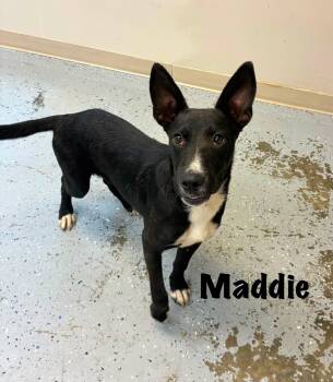 Maddie -  German Shepherd Dog Dog for Adoption in Senatobia, Mississippi - Maddie | PetCurious
