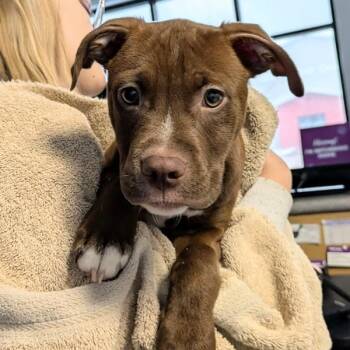 Terrier Dogs Available for Adoption in Des Moines, Iowa - Rusty | PetCurious