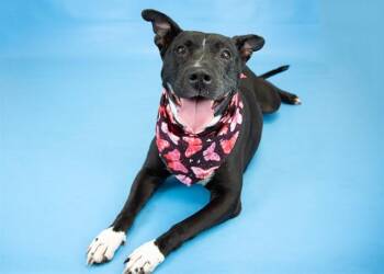 Pit Bull Terrier and Mixed Breed Dogs Available for Adoption in Colorado Springs, Colorado - ROXY | PetCurious