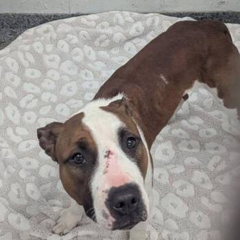 Mixed Breed Dogs Available for Adoption - Malone | PetCurious