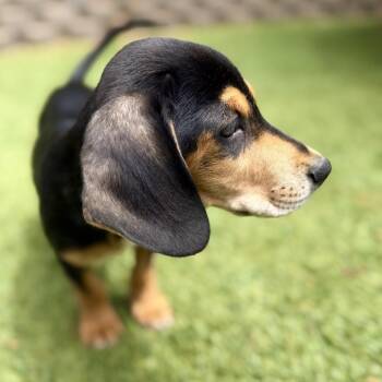 Basset Hound and Mixed Breed Dogs Available for Adoption in Chino Hills, California - Bandit -*Available 6/6*Chino Hills Location | PetCurious