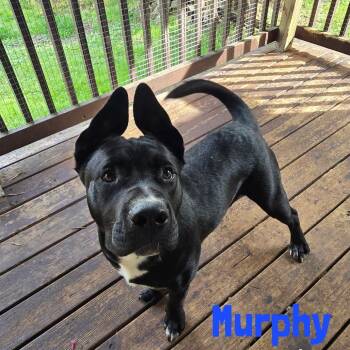 Murphy -  Mixed Breed Dog for Adoption in Glenfield, New York - Murphy | PetCurious