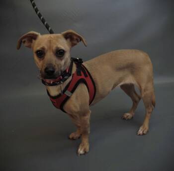 Jack Russell Terrier and Chihuahua Dogs Available for Adoption - Dumpling | PetCurious